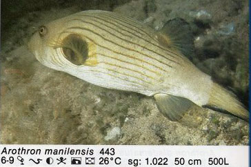 Arothron manilensis